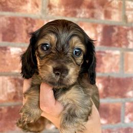 Baron - Cream male Dachshund puppy in Deming, New Mexico from FoxieDoxies of New Mexico