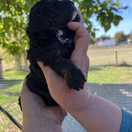 Boy 1 - Poodle puppy in Lebanon, Oregon from E-Lattion Miniature Poodles LLC