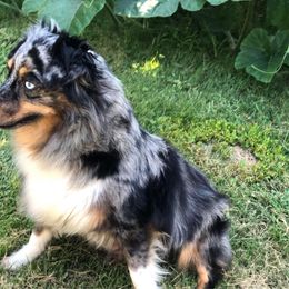 Charlotte - Toy Australian Shepherd