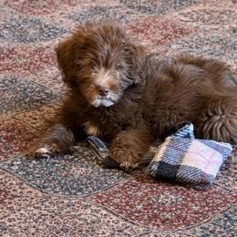 Percy - Chocolate male Labradoodle puppy in Churchill County Fallon, Nevada from Card Family Ranch