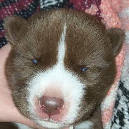 Atlas - Red and white male Siberian Husky puppy in Richland, Mississippi from Feazell’s Siberian Huskies