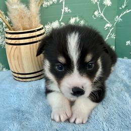 Murray-Triple Clear - Black and white male American Corgi puppy in Scottown, Ohio from Wyndy Ridge Corgis