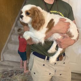 Georgie - Cavalier King Charles Spaniel