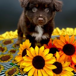 Boy 5 - Red tri Miniature Australian Shepherd puppy in Buchanan, Georgia from Stanleyville Farm Mini Aussies