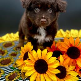 Boy 5 - Red tri Miniature Australian Shepherd puppy in Buchanan, Georgia from Stanleyville Farm Mini Aussies