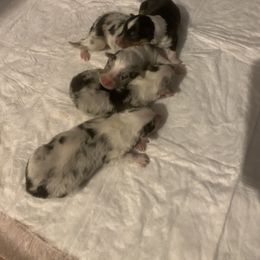 Collie puppies from Collegiate Bassets and Rheign Collies