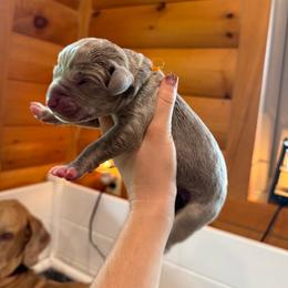 Linus - Silver male Great Dane puppy in Corsica, Pennsylvania from Ferguson Family Danes LLC