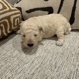 Axel - Cream male Poodle puppy in Queen Creek, Arizona from Prestigious Toy Poodles