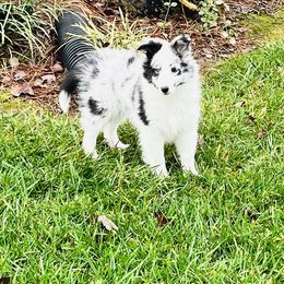 Shetland Sheepdog Puppies from Southern Charm Sheltie Farm