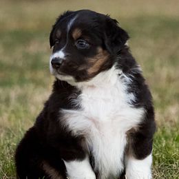Miniature Australian Shepherd Puppies from Sand Dollar Aussies
