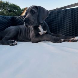 Great Dane Puppies from soboc Legacy of colors llc