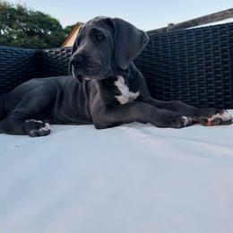 Great Dane Puppies from soboc Legacy of colors llc