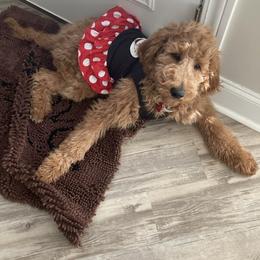 Goldendoodle All Grown Up from Ellie & Co. Doodles