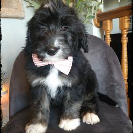 Soufflé - Black and white male Sheepadoodle puppy in Farley, Iowa from Iowa's Doodle Co.