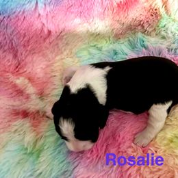 Girl 4 - female English Springer Spaniel puppy in Denton, Texas from Kytra's Kennels