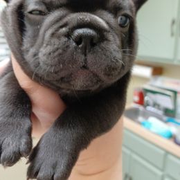 French Bulldog Puppies from Stevi Frenchies