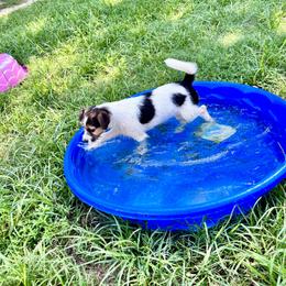 Tiny Tina - Tri-color female Russell Terrier puppy in Mc Intosh, Florida from Karson Russell Terriers & Mystic DK Australian Cattle Dogs