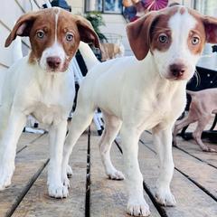 Xoloitzcuintli from Pnw xoloitzcuintli