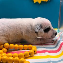 Sand Castle - White and black female Dalmatian puppy in Melrose, New Mexico from ECMO Farm Dalmatians & Labrador Retrievers