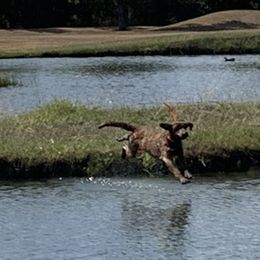 Chesapeake Bay Retriever Puppies from KBar Chesapeakes