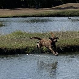 Chesapeake Bay Retriever Puppies from KBar Chesapeakes