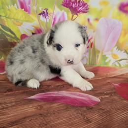 Boy 2 - Blue merle male Australian Shepherd puppy in Lakeland, Florida from Diamond P Australian Shepherds