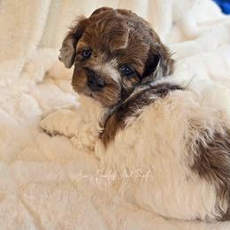 Wisteria - Merle female Cockapoo puppy in Cleveland, Georgia from Jam's Doodles And Poodles