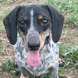 AKC Dolly BRINDLE DAPPLE PIEBALD - Piebald female Dachshund puppy in Anderson, California from Golden Paws Dachshunds
