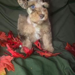 Reese - Parti female Miniature Schnauzer puppy in Calera, Alabama from Burnett Cove Kennels