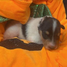Paprika - White male Collie puppy in Carencro, Louisiana from Cajun Bayou's Collies LLC