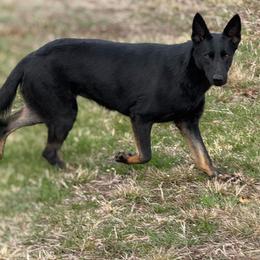 Kenzie - German Shepherd