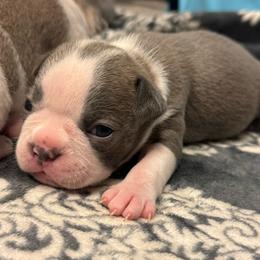 Richard - Lilac male Boston Terrier puppy in Red Rock, Arizona from Cortes Boston Terriers