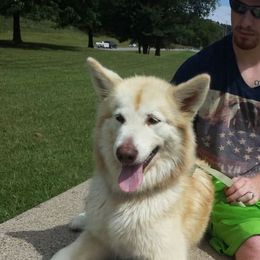 Genna - Alaskan Malamute