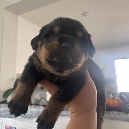 Rottweiler Puppies from GrowlHausRotts