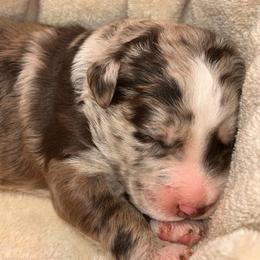 Red Merle Boy - Red merle male Aussiedoodle puppy in Oklahoma City, Oklahoma from Royal Paw Aussiedoodles