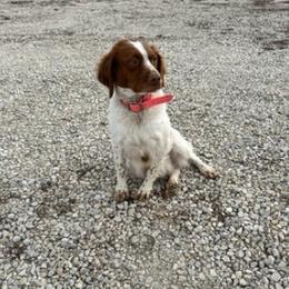 Lady - Brittany