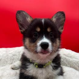 Elfie - Black and tan male Pembroke Welsh Corgi puppy in Minooka, Illinois from Lucky J Corgis
