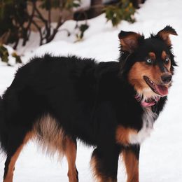Annie - Australian Shepherd