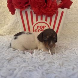 Rainslee - Piebald female Dachshund puppy in Colbert, Oklahoma from Brooke Crenshaw