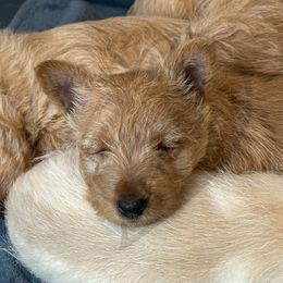 Scottish Terrier Puppies from Rocket's West Texas Scottish Terriers (WTX ST)
