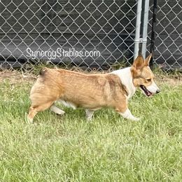 Hazel - Pembroke Welsh Corgi