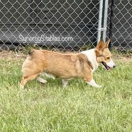 Hazel - Pembroke Welsh Corgi