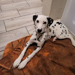 Charity - Dalmatian puppy in Texas from PorterHaus Dalmatians