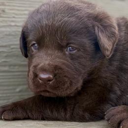 Witt - Chocolate male Dilute Retriever puppy in Baldwin City, Kansas from Hedge Lane Labradors