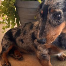 Dachshunds from Casa Encina Dachshunds