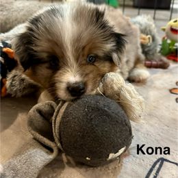 Kona - Blue merle male Miniature American Shepherd puppy in Florseville, Texas from Ashber Farm