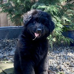 German Shepherd Puppies from Majestic Royal German Shepherd’s