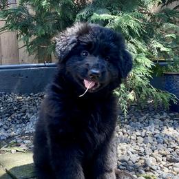 German Shepherd Puppies from Majestic Royal German Shepherd’s