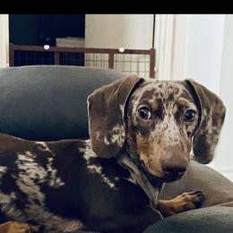 Pudding - Dapple male Dachshund puppy in Magnolia, Texas from Carrie’s Countryside Dachshunds