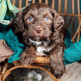 Keen - Chocolate male Australian Labradoodle puppy in Decatur, Alabama from Southern Meadows Doodles